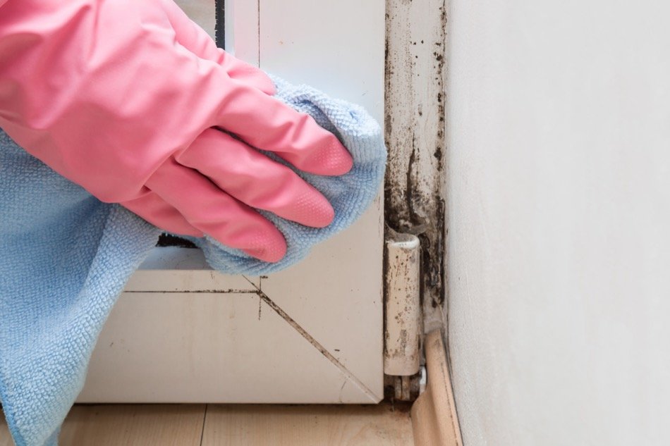 Everything You Need to Know About Mold in the Home