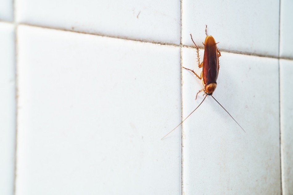 How to Eliminate Pests from Your Home